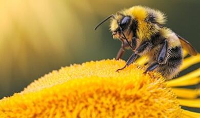 close up of bee on yellow center of flower