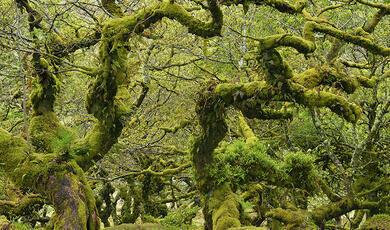 Ancient woodland, twisting trees covered in moss