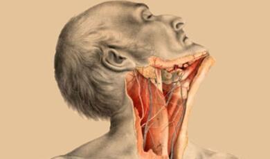 Anatomy of human neck