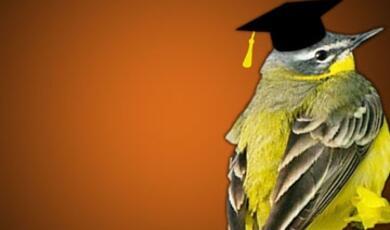 Bird with graduate's cap against orange background