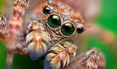 Close up photograph of spiders eyes