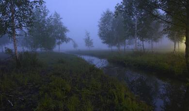 image of a river in low light surrounded by trees and tall grass
