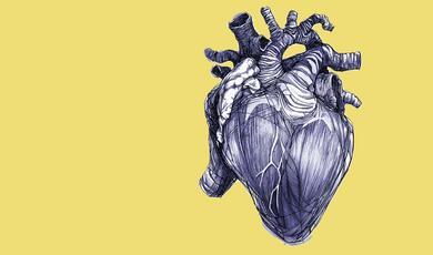 Detailed black and white drawing of human heart on yellow background