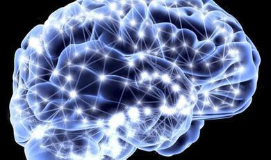 graphic of a human brain