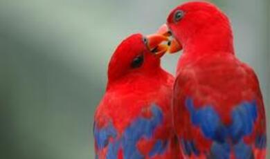 Two red and blue parrots