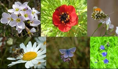 montage of different flowers