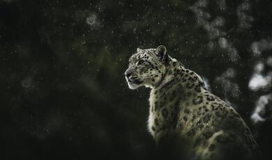 Snow leopard looks into distance