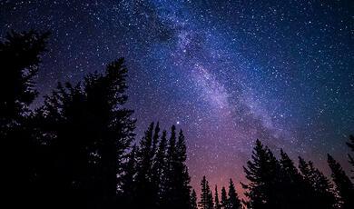 fir trees silhouetted against magnificent starry sky