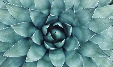 succulent plant from Aloe genus with spiral leaf pattern