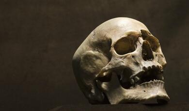 Human skull