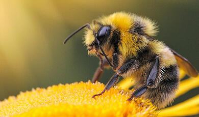 Bee on flower