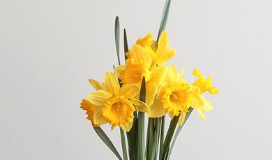 Bunch of daffodils