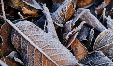 November icy leaves on ground