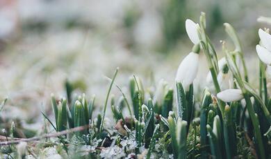 Snow and snowdrops in February 