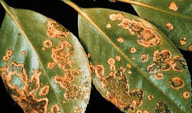 Diseased laurel leaves