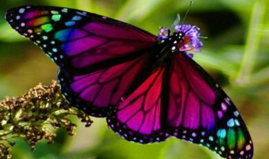 a monarch butterfly