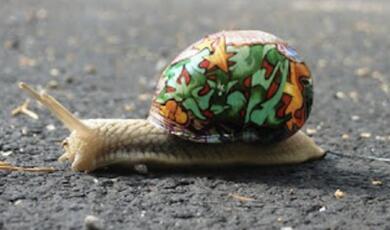 Photograph of a snail with a brightly painted shell