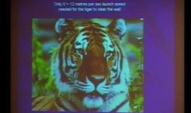 slide showing tiger