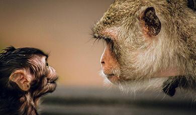Monkeys looking at each other