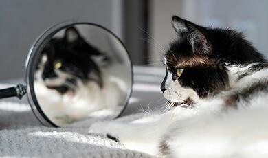 Cat looking at itself in mirror