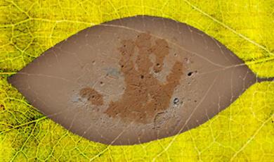 A brown, hand-shaped impression on a large, yellow-green leaf