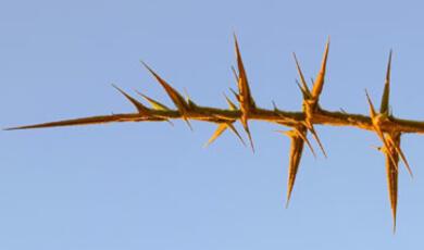 A close-up of a thorny plant stem with sharp, pointed thorns, set against a light blue background