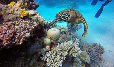 a turtle swimming next to some coral in the ocean