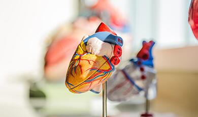 a model of a human heart