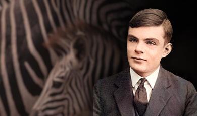 a photograph of Alan Turing next to an image of a Zebra