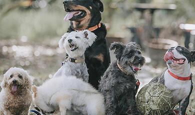 a photograph of different breeds of dog