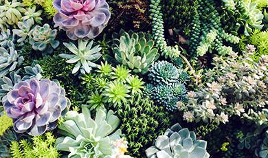 Blanket of multicoloured round succulents