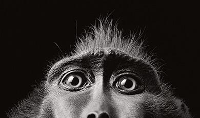 Monkey eyes by Tim Flach showing top of monkey's face at bottom of image