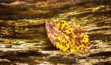 A close-up shot of a single, vibrant yellow leaf with distinct brown, mottled spots resting on the rough, weathered surface of a dark log with visible bark texture and hints of green moss