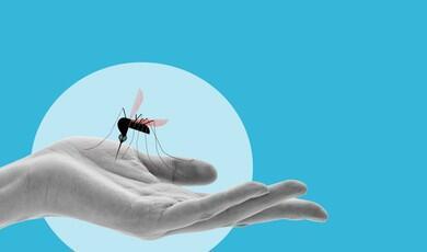 An illustration featuring a stylised, large black mosquito with pink wings resting on an open, palm-up human hand shown in grayscale. The hand and mosquito are centred within a light blue circle, all set against a solid bright blue background