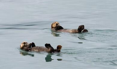 Two sea otters float comfortably on their backs in the calm, grey-blue water