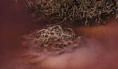 A close-up shot of a small, dry, thorny branch partially submerged in a shallow pool of murky, reddish-pink salt water