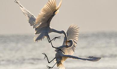 Cranes fighting