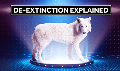 Direwolf standing on glowing futuristic portal