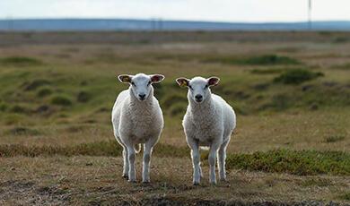 Two seemingly identical sheep