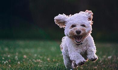 Dog jumping in air