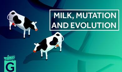 picture of cows on backdrop of DNA