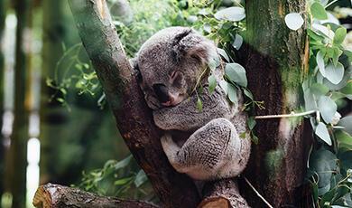 Sleeping koala