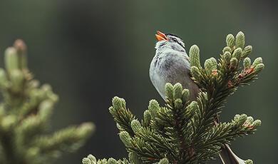 Bird singing in a pine tree