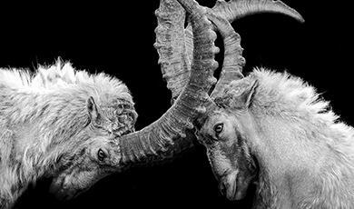 Photo of two rams locking horns
