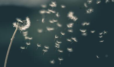 Dandelion seeds blowing away in the wind