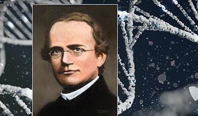 Mendel and DNA