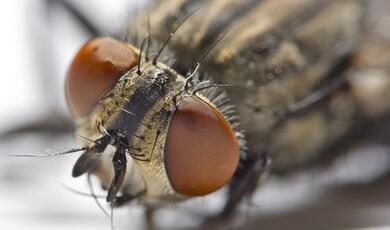 close up of housefly eyes