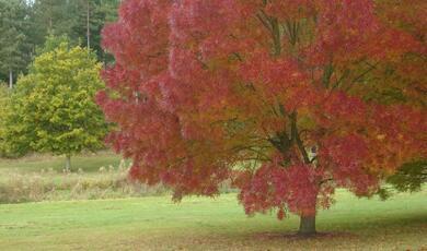 red-leaved tree in park