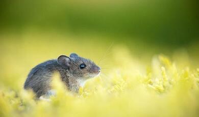 field mouse
