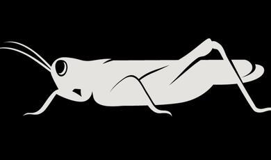 a white gresham grasshopper on a black background